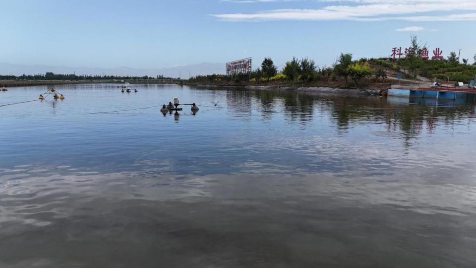 系列活动, 全面展现贺